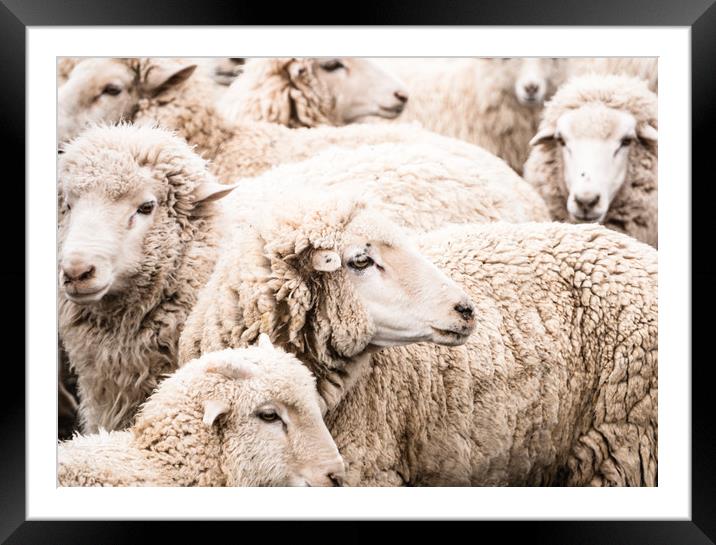  Sheep Framed Mounted Print by Brent Olson