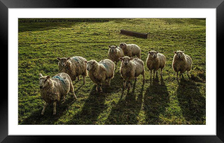 Sheep!  Framed Mounted Print by David Oxtaby  ARPS