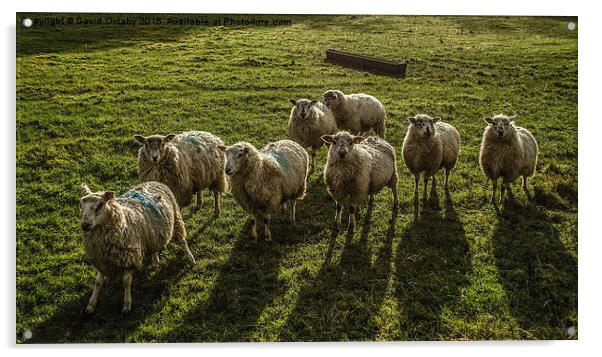 Sheep!  Acrylic by David Oxtaby  ARPS