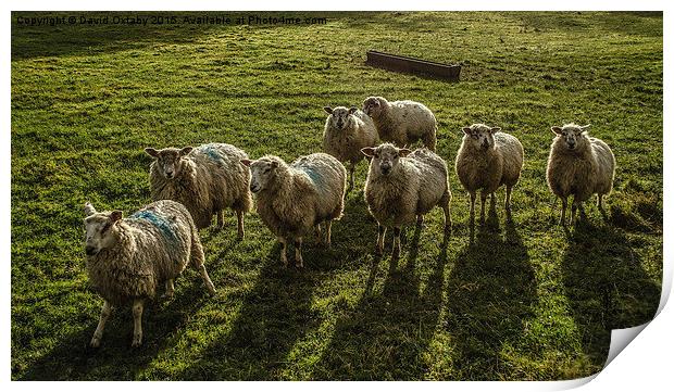 Sheep!  Print by David Oxtaby  ARPS