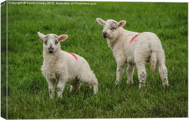  Spring Lambs Canvas Print by David Oxtaby  ARPS