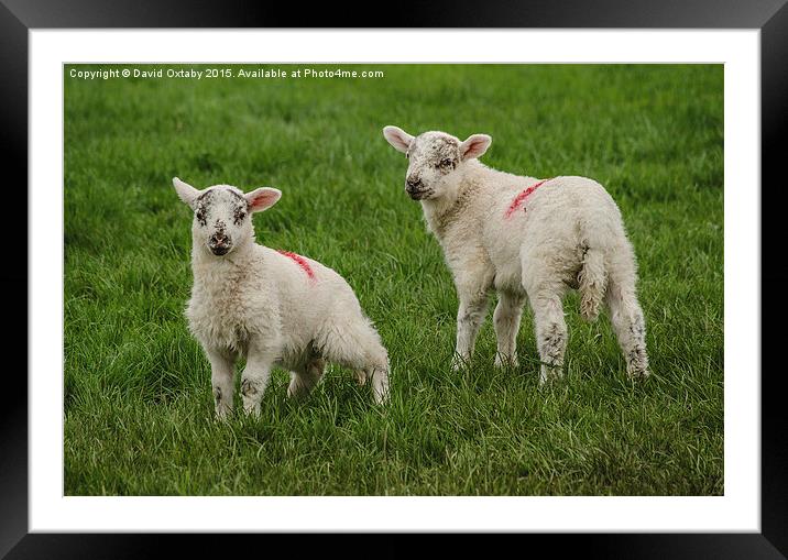  Spring Lambs Framed Mounted Print by David Oxtaby  ARPS