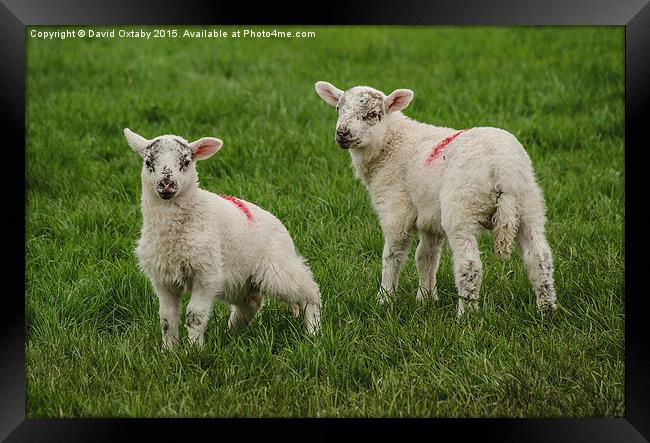  Spring Lambs Framed Print by David Oxtaby  ARPS