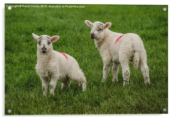  Spring Lambs Acrylic by David Oxtaby  ARPS