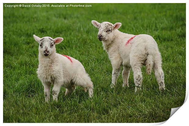  Spring Lambs Print by David Oxtaby  ARPS