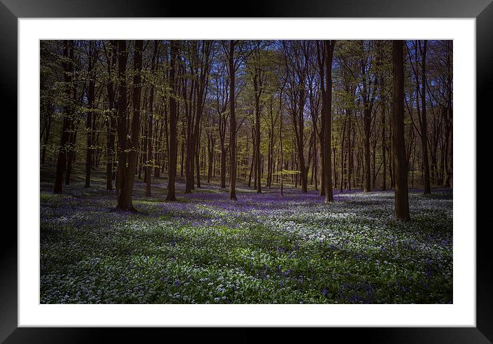  Bluebells and Wild Garlic in Wildhams Wood Framed Mounted Print by Ashley Chaplin