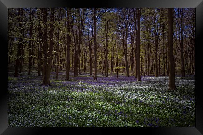  Bluebells and Wild Garlic in Wildhams Wood Framed Print by Ashley Chaplin