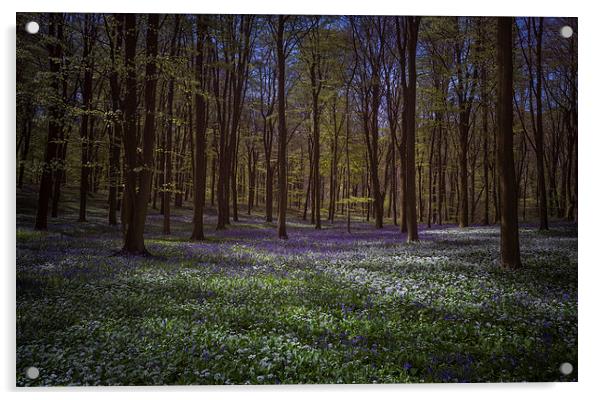  Bluebells and Wild Garlic in Wildhams Wood Acrylic by Ashley Chaplin