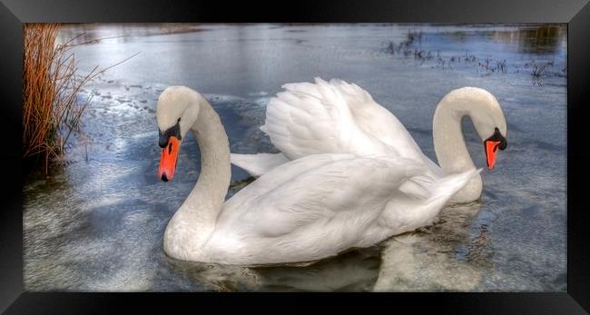  Swans Framed Print by Svetlana Sewell