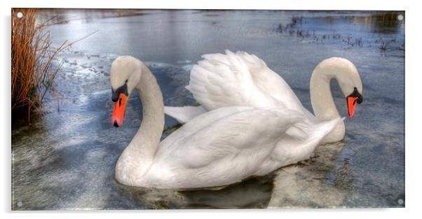  Swans Acrylic by Svetlana Sewell