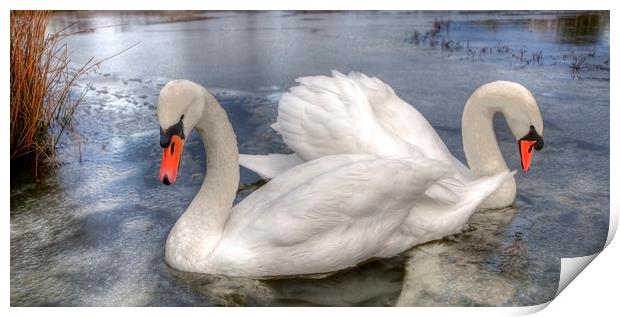  Swans Print by Svetlana Sewell