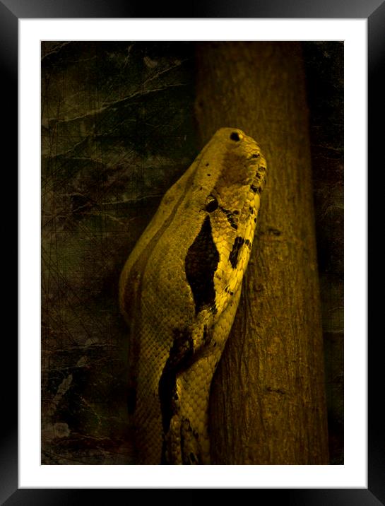 Snake Framed Mounted Print by Svetlana Sewell