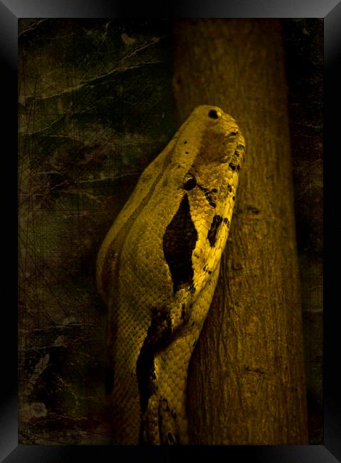 Snake Framed Print by Svetlana Sewell