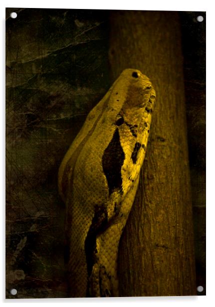 Snake Acrylic by Svetlana Sewell