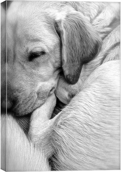 Labrador sleeping black and white Canvas Print by Sue Bottomley