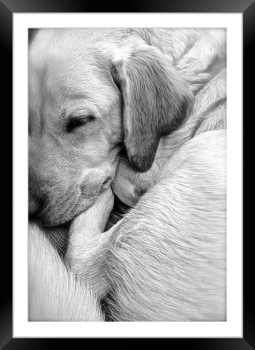 Labrador sleeping black and white Framed Mounted Print by Sue Bottomley