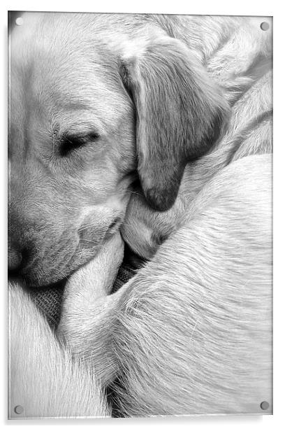  Labrador sleeping black and white Acrylic by Sue Bottomley
