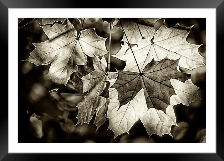 Leaves Framed Mounted Print by Mary Lane