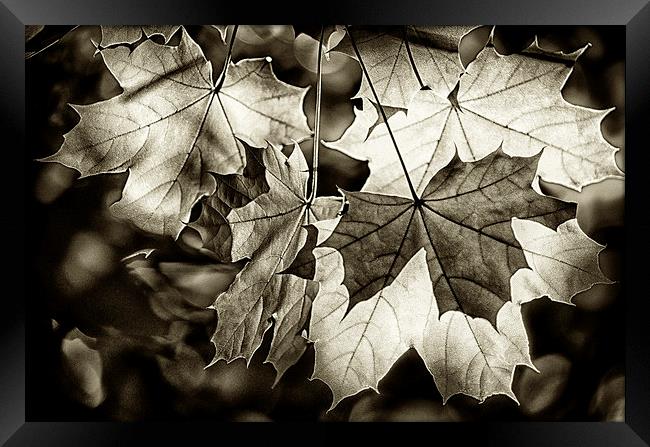 Leaves Framed Print by Mary Lane