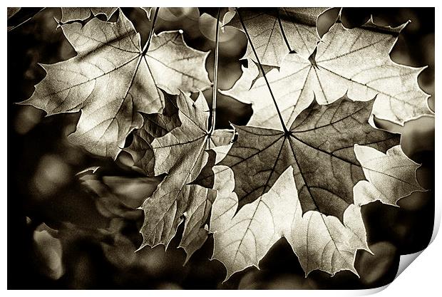 Leaves Print by Mary Lane