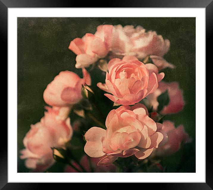 Roses Framed Mounted Print by Mary Lane