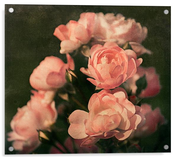 Roses Acrylic by Mary Lane