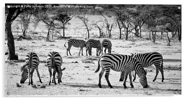 Zebra  Acrylic by Perry Johnson