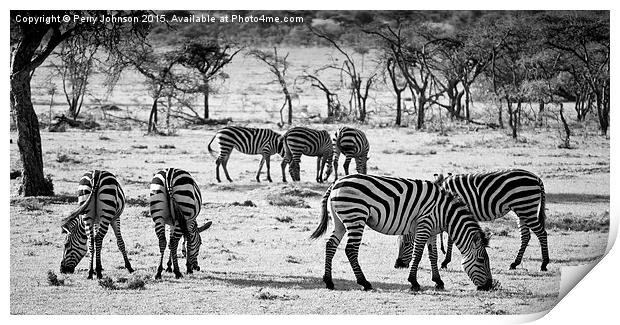 Zebra  Print by Perry Johnson