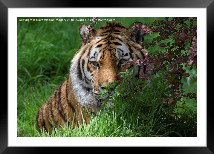  Tiger in Bloom Framed Mounted Print by Ravenswood Imagery