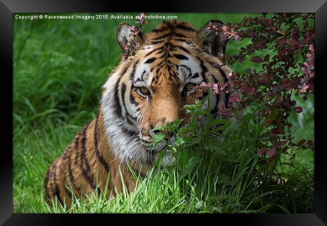  Tiger in Bloom Framed Print by Ravenswood Imagery