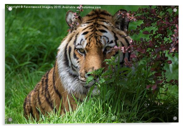  Tiger in Bloom Acrylic by Ravenswood Imagery