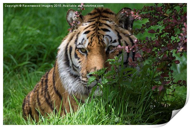  Tiger in Bloom Print by Ravenswood Imagery