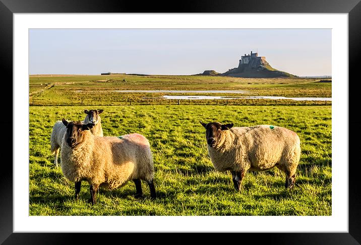 Lindisfarne Sheep Framed Mounted Print by Naylor's Photography