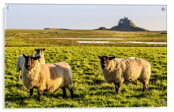 Lindisfarne Sheep Acrylic by Naylor's Photography