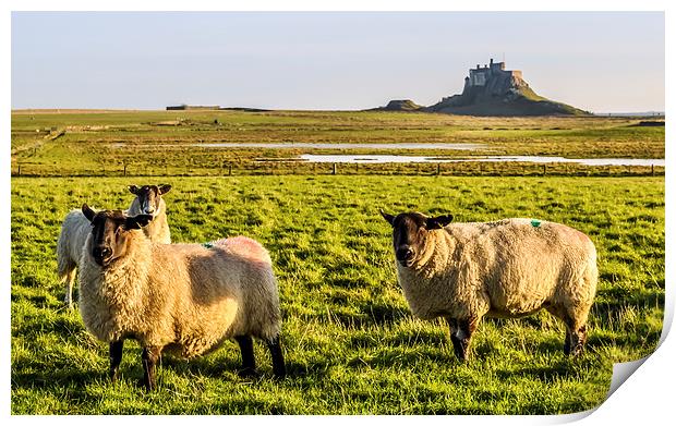 Lindisfarne Sheep Print by Naylor's Photography