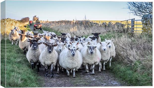  Farmer moving his Sheep Canvas Print by Naylor's Photography