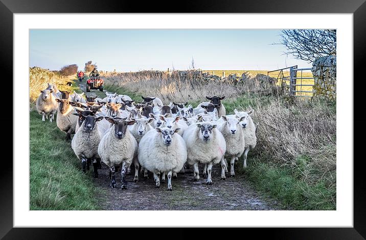  Farmer moving his Sheep Framed Mounted Print by Naylor's Photography