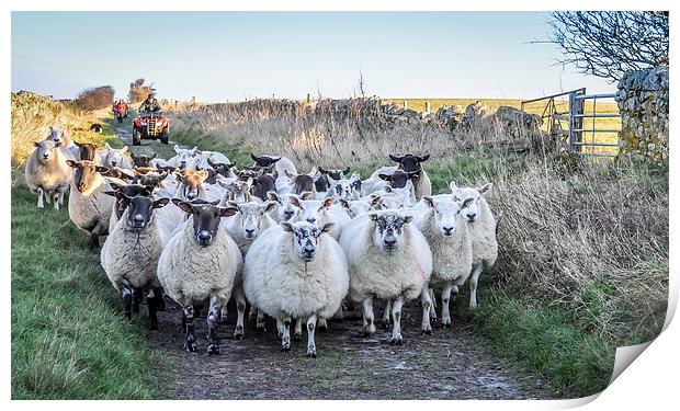  Farmer moving his Sheep Print by Naylor's Photography