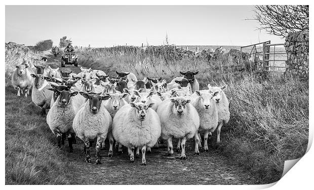    A Farmer and his collie dog hard at work  Print by Naylor's Photography