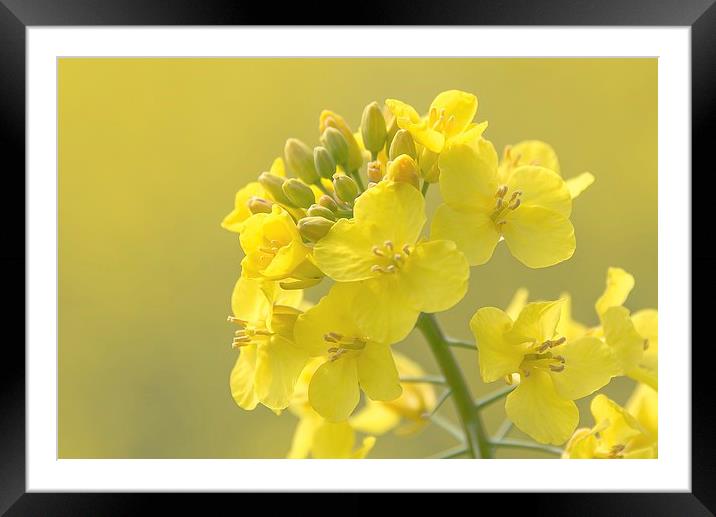  Rapeseed flower Framed Mounted Print by Dean Merry