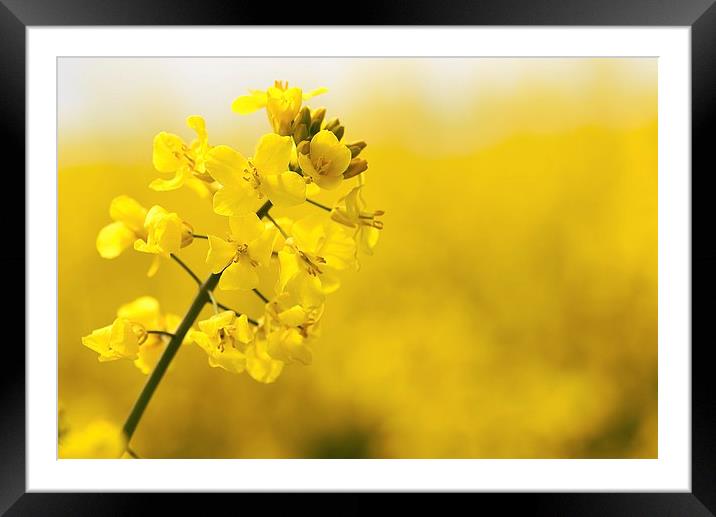  Rapeseed flower  Framed Mounted Print by Dean Merry
