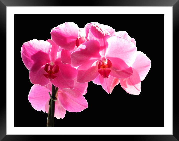  Orchid on black Framed Mounted Print by Sharon Lisa Clarke