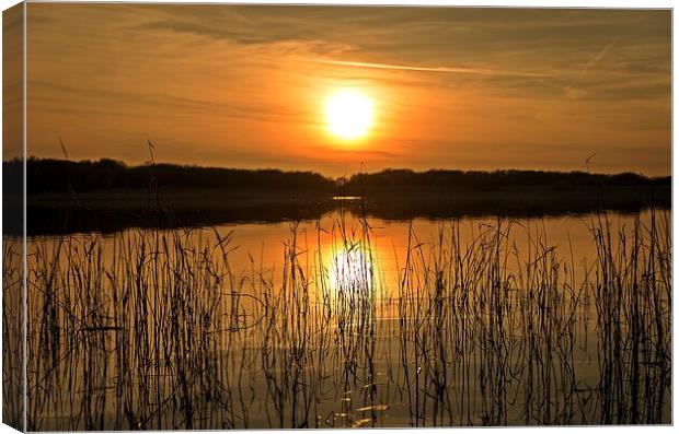 Sunset through the reed's Canvas Print by Dean Merry