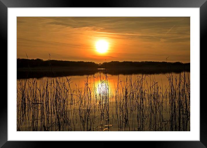 Sunset through the reed's Framed Mounted Print by Dean Merry
