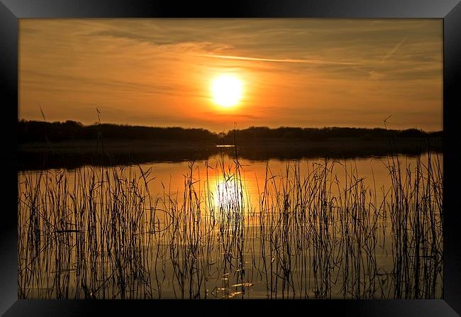  Sunset through the reed's Framed Print by Dean Merry