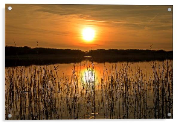  Sunset through the reed's Acrylic by Dean Merry