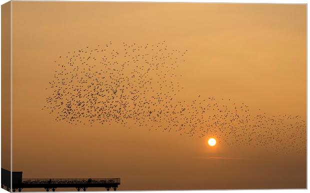  Murmuration of starlings Canvas Print by Dean Merry