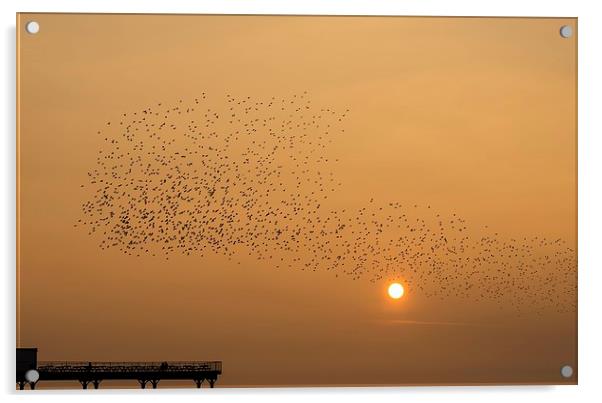  Murmuration of starlings Acrylic by Dean Merry