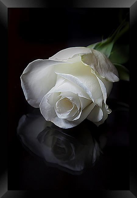 White Rose Framed Print by paul holt