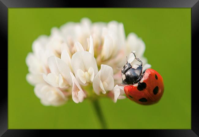 Ladybird on Clover Framed Print by Jeni Harney